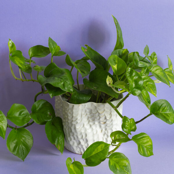 Bílý květináč - velký